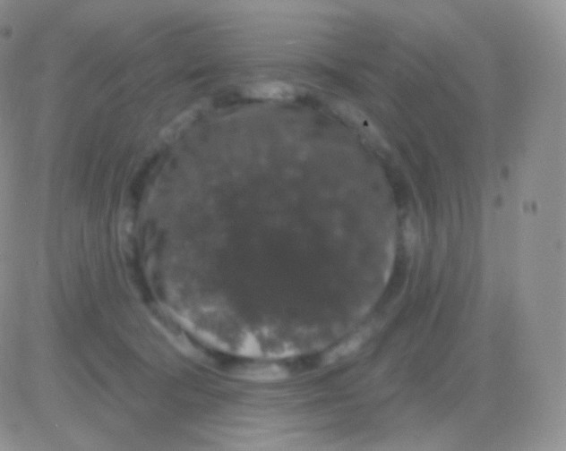 X0000083050322200702232002