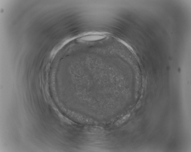 X0000083050337200702232001