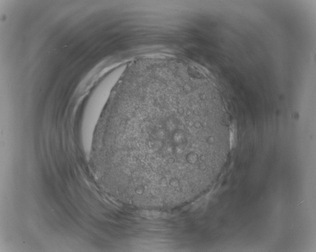 X0000083050339200702232001