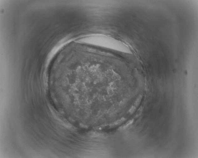 X0000083050343200702232001