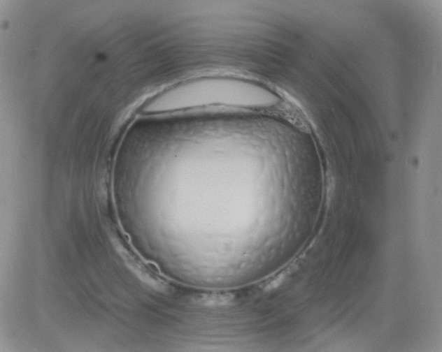 X0000083050345200702232001