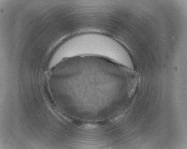 X0000083050352200702232001