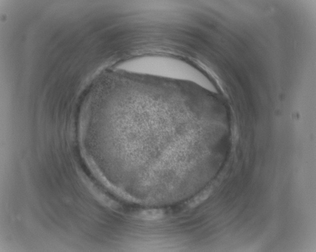 X0000083050353200702232001