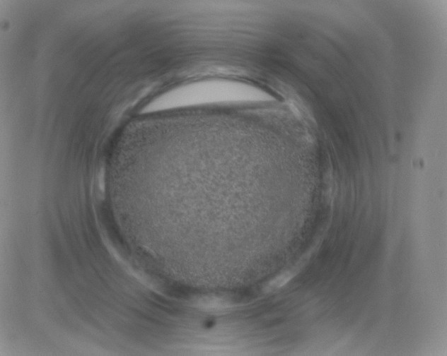 X0000083050358200702232001