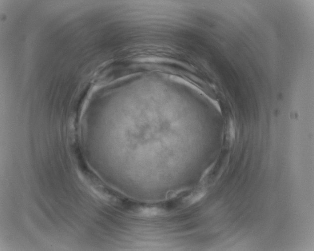 X0000083050360200702232001