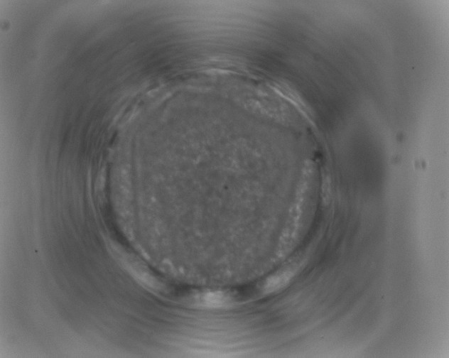 X0000083050365200702232001