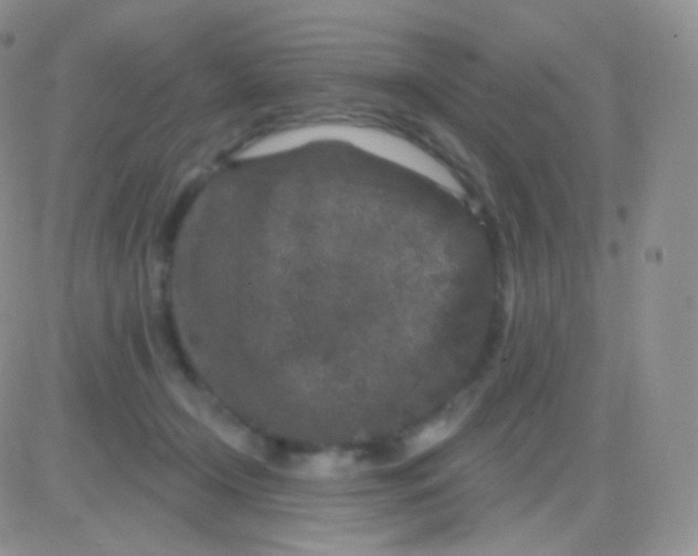 X0000083050366200702232001