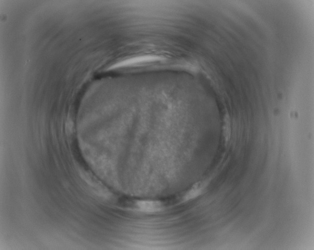 X0000083050371200702232001