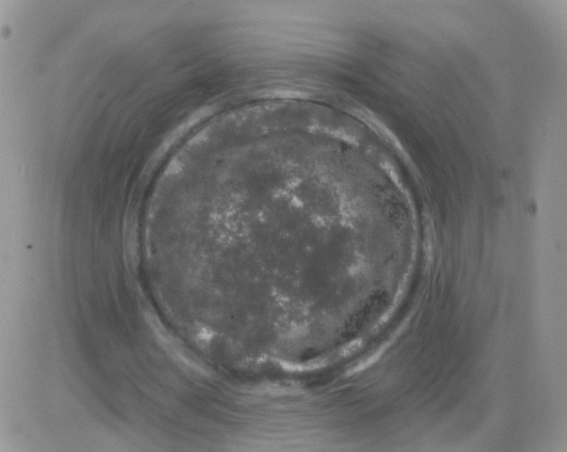 X0000083050386200702232001