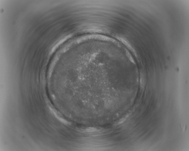 X0000083050390200702232001