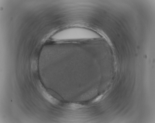 X0000083050393200702232001