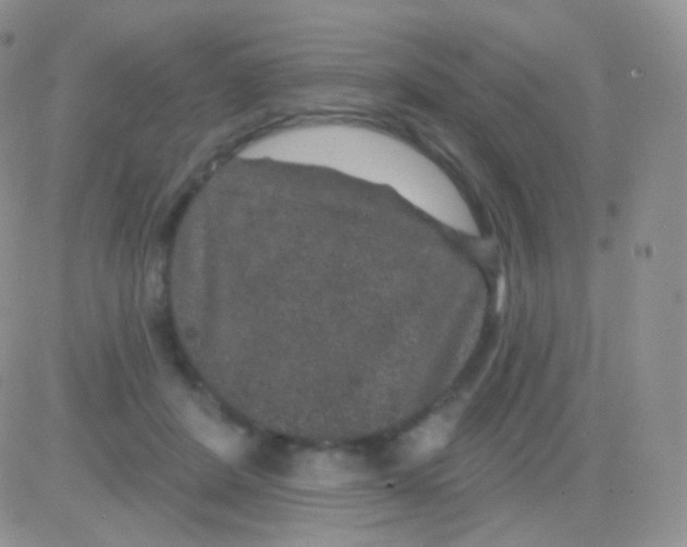 X0000083050408200702232000