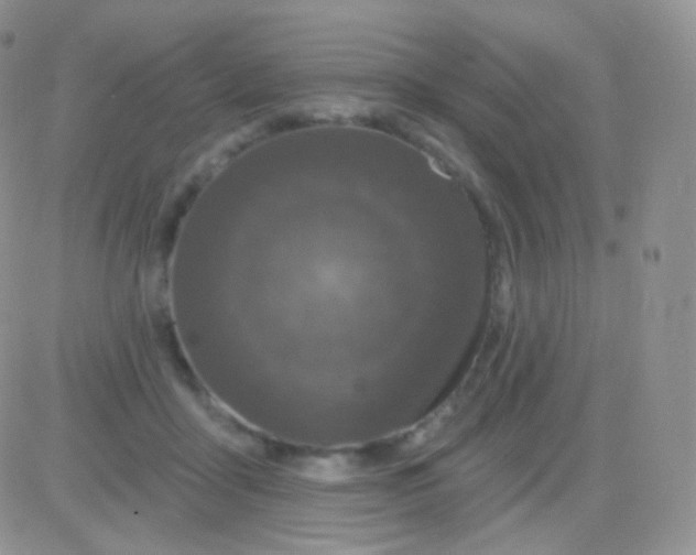 X0000083050411200702232000