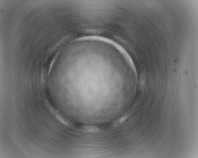 X0000083050424200702232000