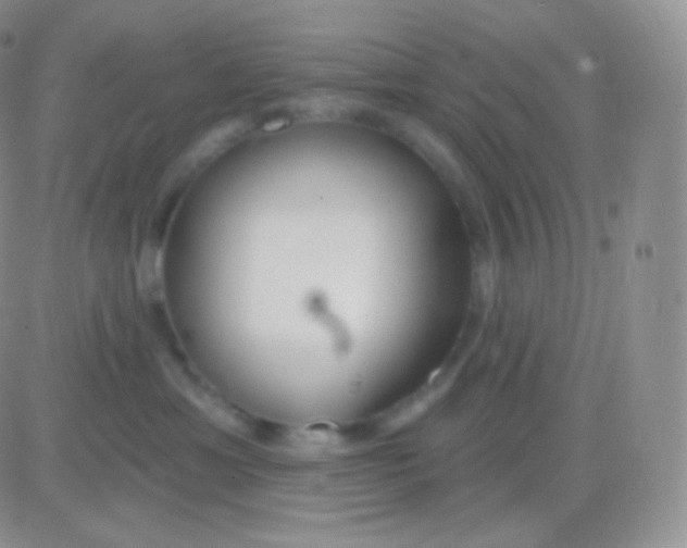 X0000083050429200702232000