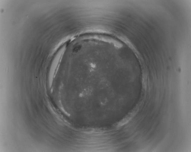 X0000083050434200702231959