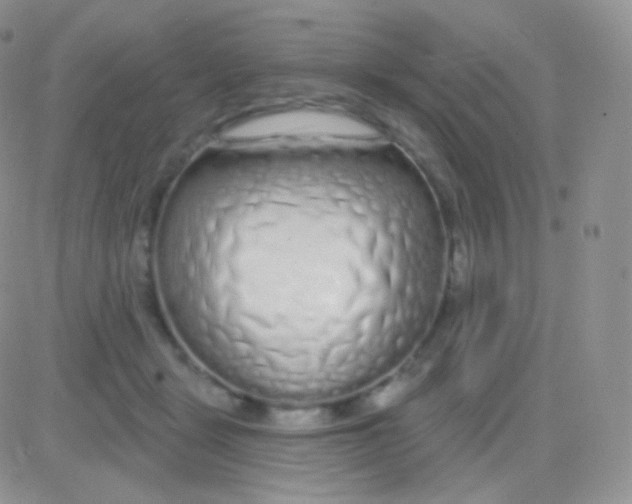 X0000083050461200702232000