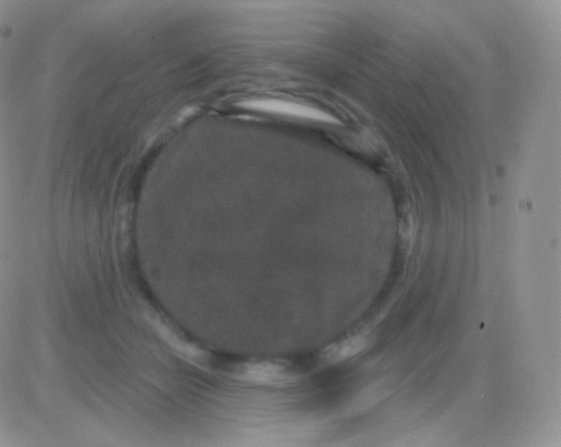 X0000083050462200702232000