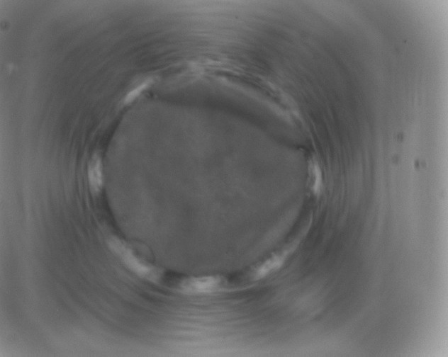 X0000083050479200702232000