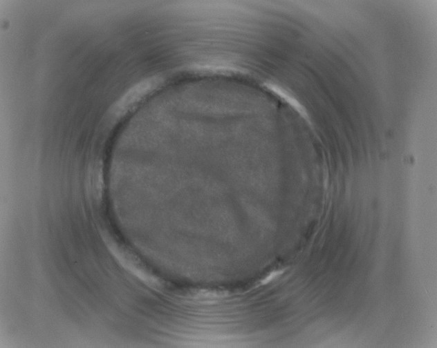 X0000083050494200702231959