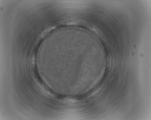 X0000083050648200702231956