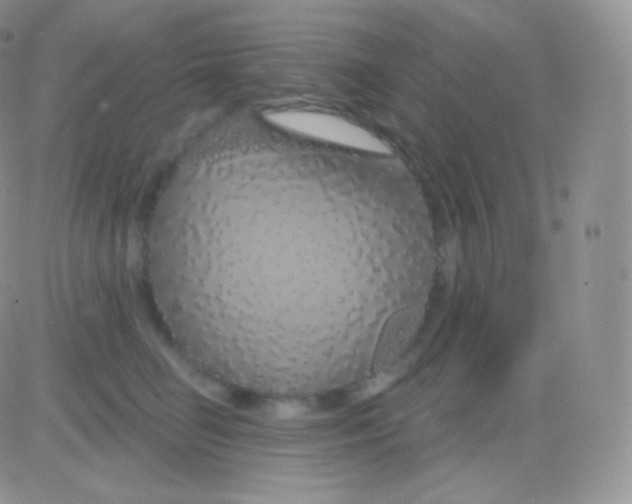 X0000083050662200702231956