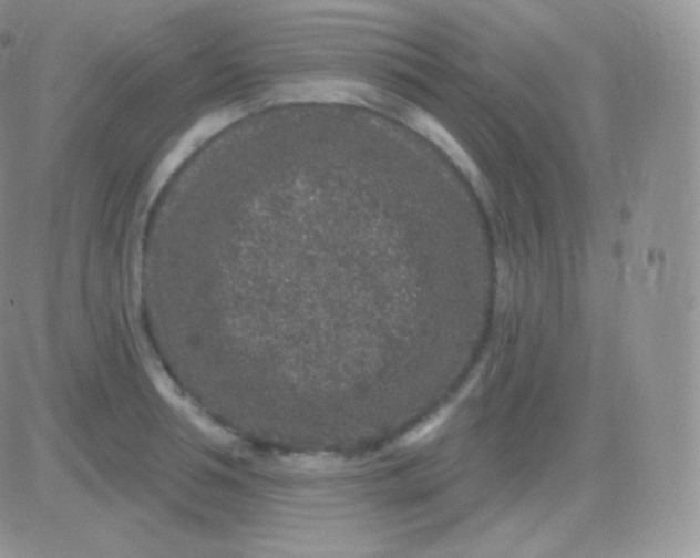 X0000083050994200702231950