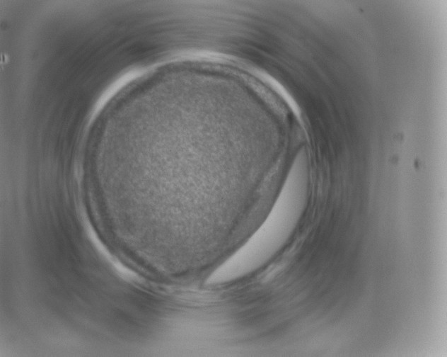 X0000083051007200702231950