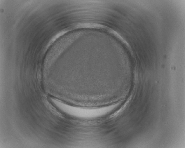 X0000083051025200702231950