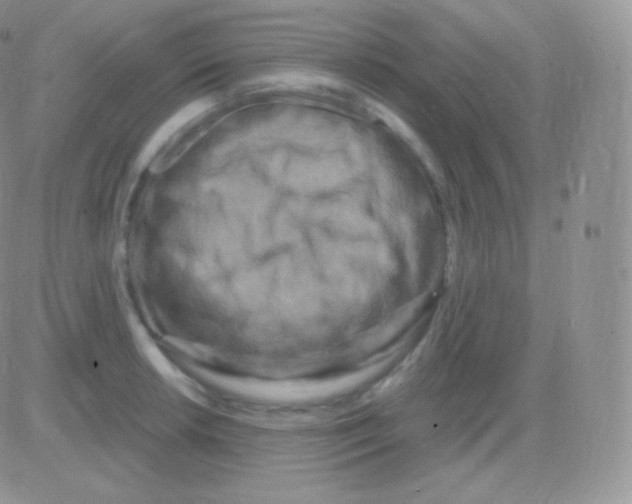 X0000083051042200702231950