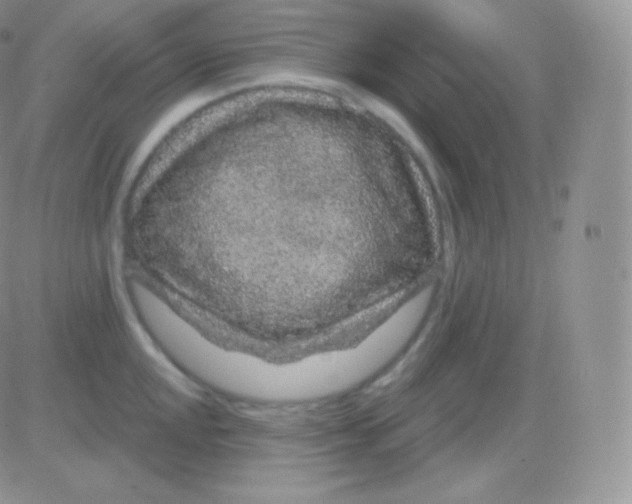 X0000083051048200702231950