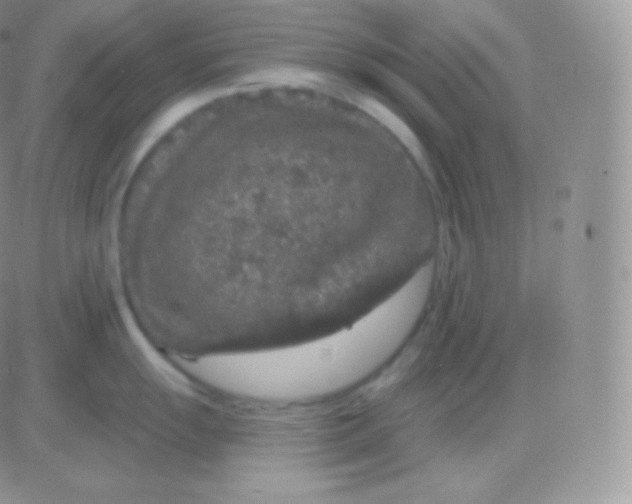 X0000083051055200702231950