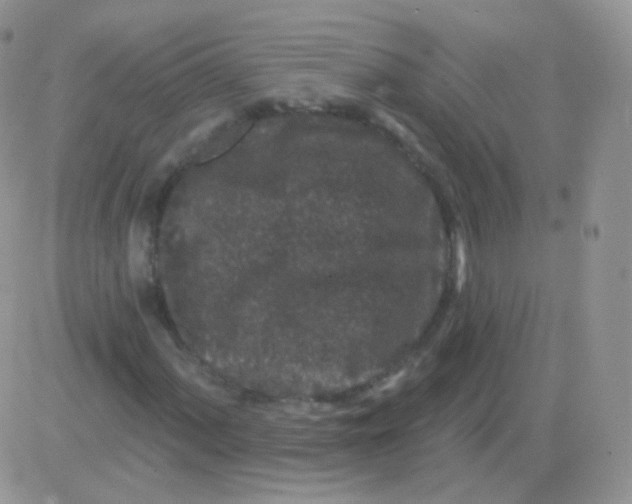 X0000083051060200702231949