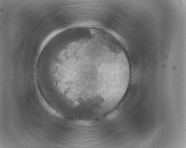 X0000083051086200702231949