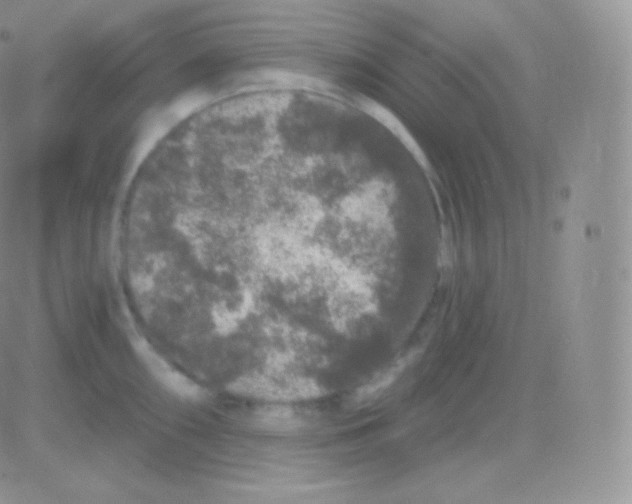 X0000083051098200702231949