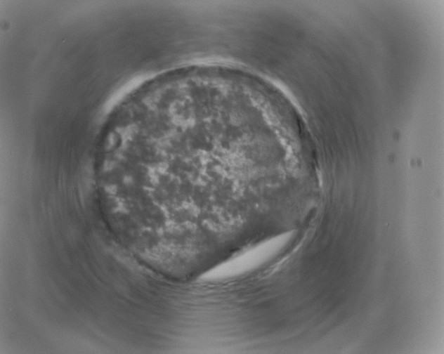 X0000083051263200702231946