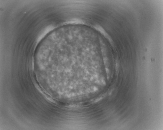 X0000083051274200702231946