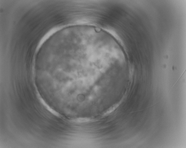 X0000083051294200702231945