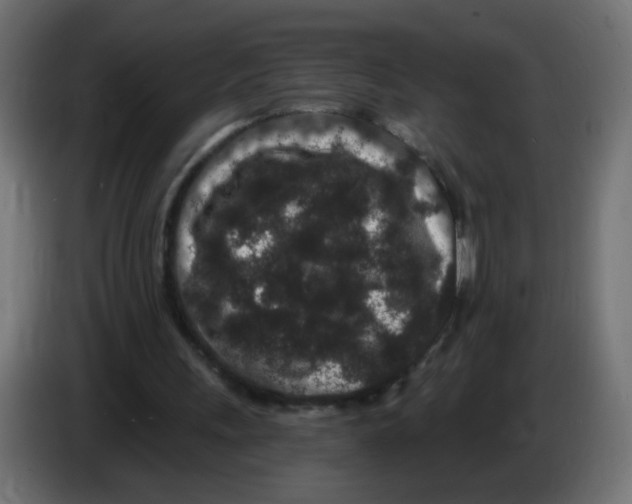 X0000083050243200703022117