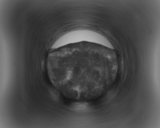 X0000083050266200703022117