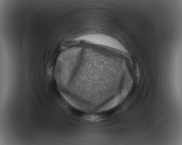 X0000083050276200703022117