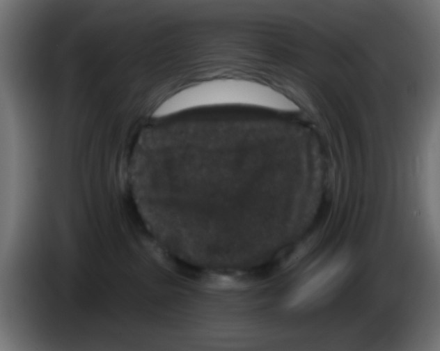 X0000083050285200703022117