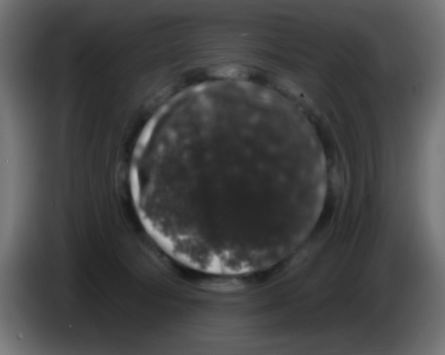 X0000083050322200703022116