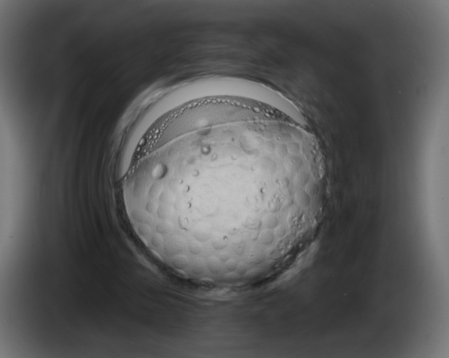 X0000083050341200703022116