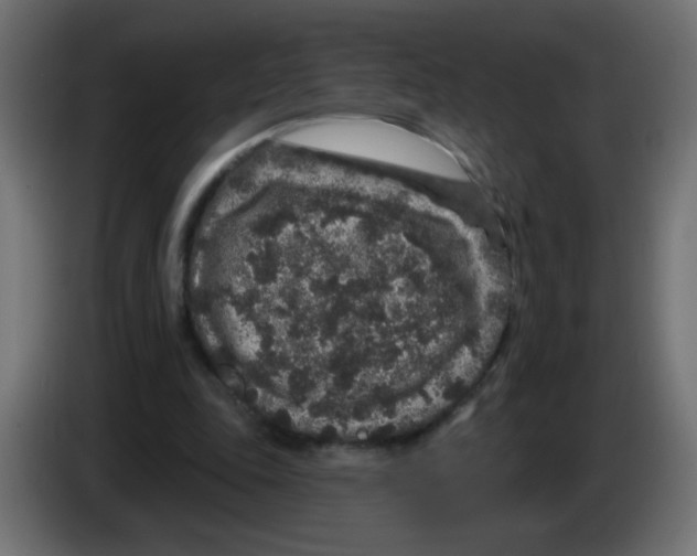 X0000083050343200703022116