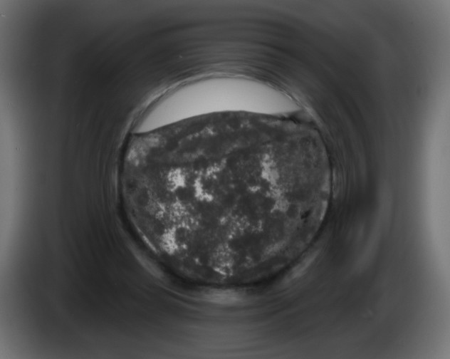 X0000083050349200703022116