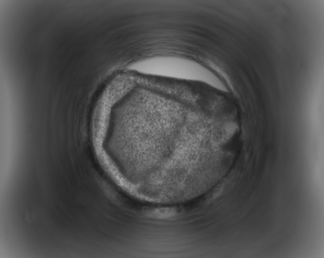 X0000083050353200703022116