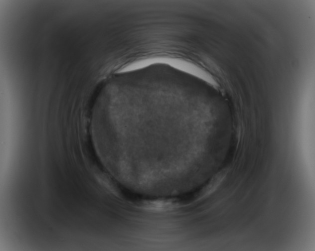 X0000083050366200703022116