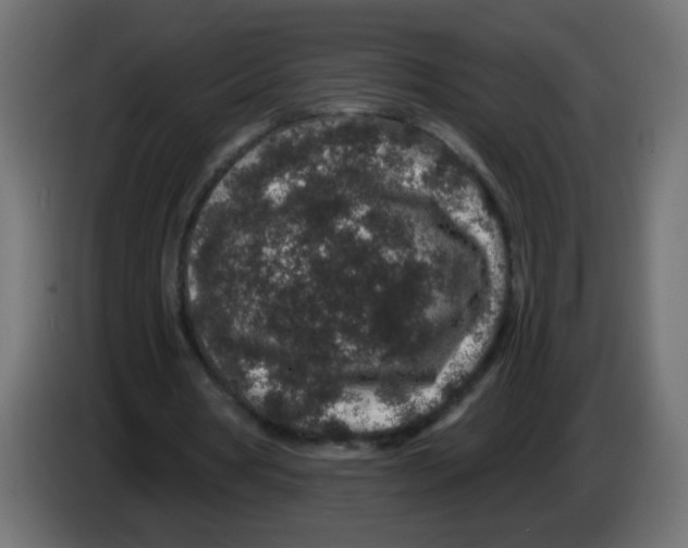 X0000083050386200703022115