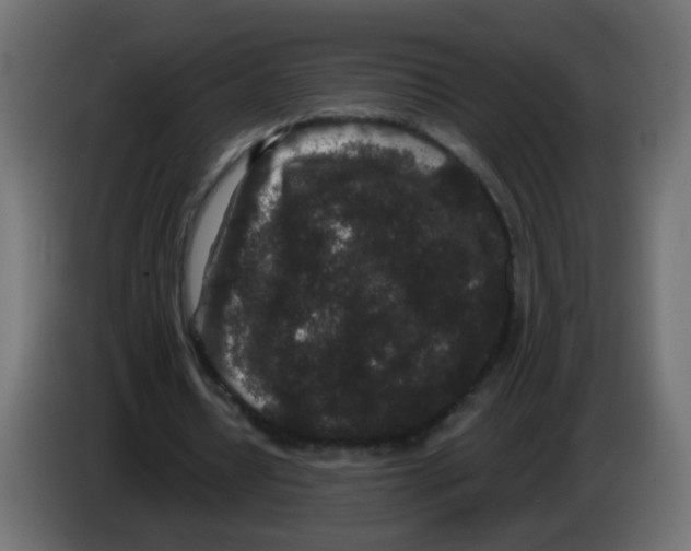 X0000083050434200703022114